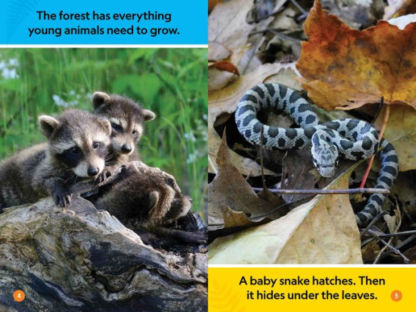 National Geographic Readers: Forest Babies (Pre-Reader) by Elizabeth  Carney: 9781426373701