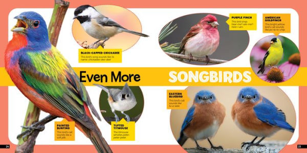 Little Kids First Nature Guide Birds