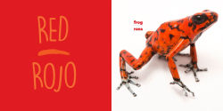 Alternative view 2 of National Geographic Photo Ark Colors / Colores: Board Book: Bilingual English-Spanish