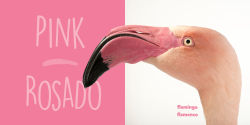 Alternative view 4 of National Geographic Photo Ark Colors / Colores: Board Book: Bilingual English-Spanish