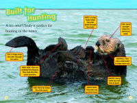 Alternative view 5 of Animal All-Stars Collection (National Geographic Kids Readers, Level 1)
