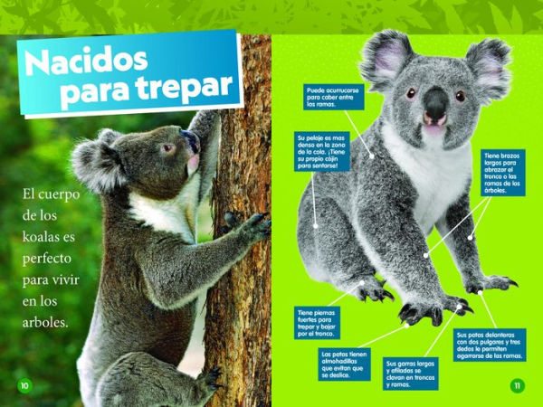 National Geographic Readers: Los Koalas (Nivel 1)