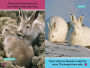 Alternative view 3 of Polar Babies (National Geographic Kids Explore! Readers, Pre-Reader)