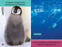 Alternative view 4 of Polar Babies (National Geographic Kids Explore! Readers, Pre-Reader)