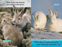 Alternative view 6 of Polar Babies (National Geographic Kids Explore! Readers, Pre-Reader)