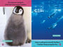 Alternative view 7 of Polar Babies (National Geographic Kids Explore! Readers, Pre-Reader)