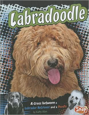 Labradoodle: a Cross Between Labrador Retriever and Poodle
