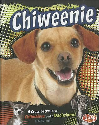 Chiweenie: a Cross Between Chihuahua and Dachshund