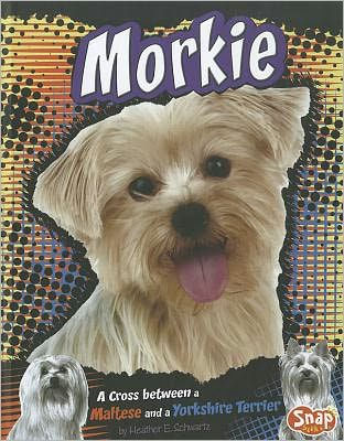 Morkie: a Cross Between Maltese and Yorkshire Terrier