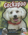 Cockapoo: A Cross Between a Cocker Spaniel and a Poodle