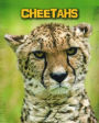 Cheetahs