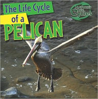 Title: The Life Cycle of a Pelican, Author: Anna Kingston