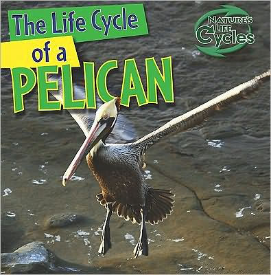 The Life Cycle of a Pelican