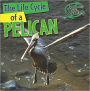 The Life Cycle of a Pelican