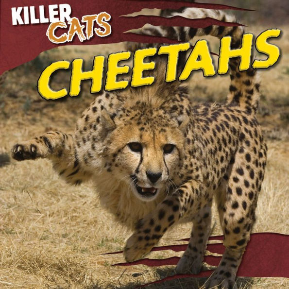 Cheetahs