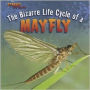 The Bizarre Life Cycle of a Mayfly