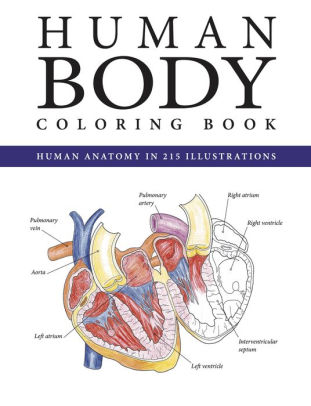 Download The Human Body Coloring Book By Peter Abrahams Paperback Barnes Noble