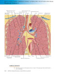 Alternative view 3 of Netter's Correlative Imaging: Cardiothoracic Anatomy