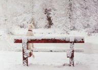 Title: Dog On Snowy Bench Christmas Boxed Card