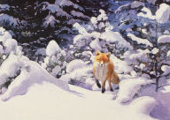 Title: Red Fox in Winter Deluxe Boxed Holiday Cards