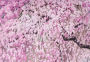 Cherry Blossoms Note Cards