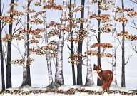 Title: Holiday Stationery Fox and Birches Boxed Cards