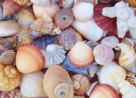 Title: All the Shells 1000-Piece Jigsaw Puzzle, Author: Peter Pauper Press