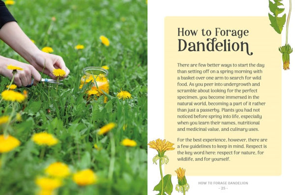 the Little Wild Library: Dandelion: Simple things to do with plants around you.