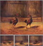 The Breeding and Management of Fighting Cocks