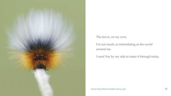 The World Is Great, and I Am Small: A Bug's Prayer for Mindfulness