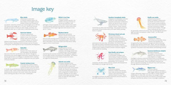 Wisdom from the Waters: A Little Encouragement Ocean to Beach