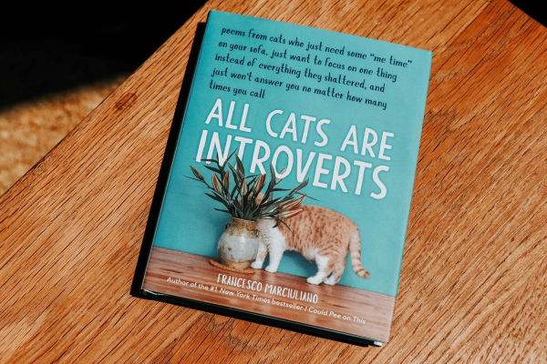 All Cats Are Introverts