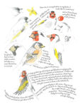 Alternative view 4 of Inspired by Nature Sketchbook
