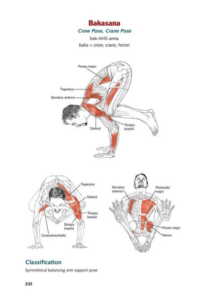 Yoga Anatomy