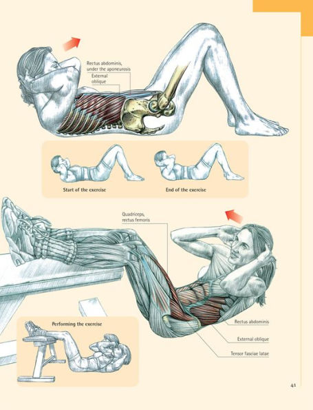 Delavier's Core Training Anatomy