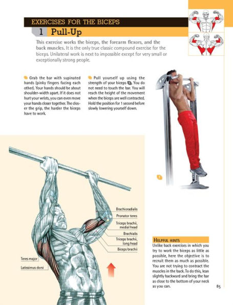 Delavier's Anatomy for Bigger, Stronger Arms