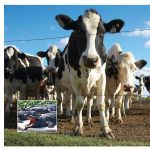 Alternative view 5 of Flocks, Herds, Litters, and Schools