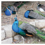 Alternative view 7 of Flocks, Herds, Litters, and Schools