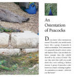 Alternative view 8 of Flocks, Herds, Litters, and Schools