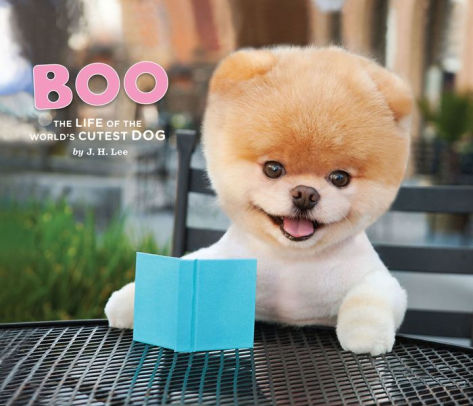 boo teddy bear dog