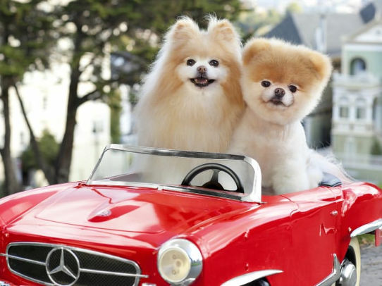 Boo Little Dog In The Big City Book Boo Little Dog In The Big City Book