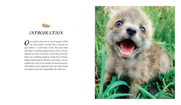 Juniper: The Happiest Fox: (Books about Animals, Fox Gifts, Animal Picture  Books, Gift Ideas for Friends) (Hardcover)