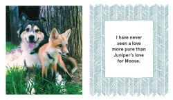 Alternative view 5 of Juniper: The Happiest Fox: (Books about Animals, Fox Gifts, Animal Picture Books, Gift Ideas for Friends)