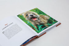 Alternative view 9 of Juniper: The Happiest Fox: (Books about Animals, Fox Gifts, Animal Picture Books, Gift Ideas for Friends)
