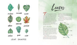 Alternative view 13 of Watercolor Botanicals: Learn to Paint Your Favorite Plants and Florals