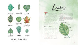 Alternative view 5 of Watercolor Botanicals: Learn to Paint Your Favorite Plants and Florals