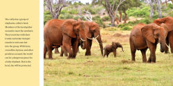 Alternative view 3 of Baby Elephant Joins the Herd