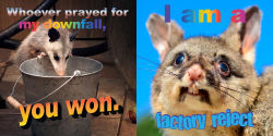 Alternative view 12 of No Thoughts Just Possums: 90 Hilarious Memes