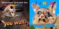 Alternative view 3 of No Thoughts Just Possums: 90 Hilarious Memes