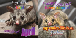 Alternative view 4 of No Thoughts Just Possums: 90 Hilarious Memes